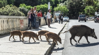 Cinghiali, Coldiretti: 