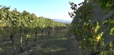 Ristrutturazione e riconversione dei vigneti marchigiani, nuove disposizioni attuative e rimodulata la dotazione finanziaria.