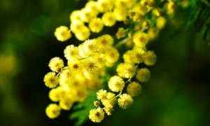 Donne e Scienza - Soroptimist club di Ascoli Piceno