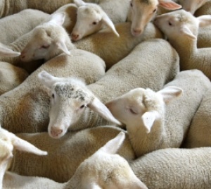 Blitz dei Carabinieri a Campli: scoperto un macello abusivo di agnelli rubati