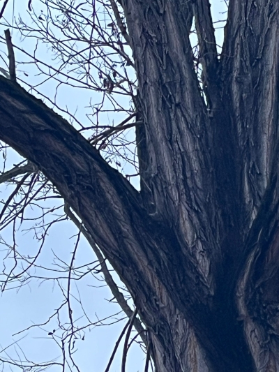 Sicurezza stradale sull'Ancaranese, la dichiarazione di Alternativa Popolare