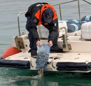 La Guardia Costiera sequestra e rigetta in mare una tonnellata di vongole