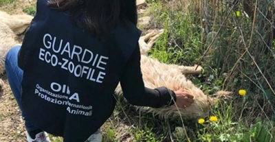 Resti di cani morti, associazioni ambientaliste invocano 'ora si faccia giustizia'