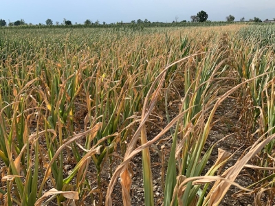 Crisi idrica nel Piceno, assessore Antonini sollecita prefetto