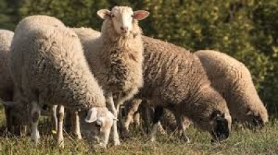 Emergenza Blue Tongue: CIA Abruzzo chiede interventi immediati e sostegni per salvare la zootecnia regionale