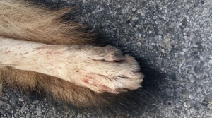 Lupo travolto e ucciso da un'auto sulla strada Fermana