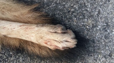 Lupo travolto e ucciso da un'auto sulla strada Fermana