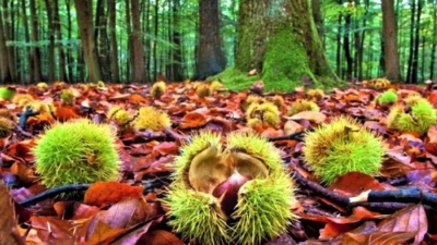 Il mal d'inchiostro minaccia i castagneti marchigiani