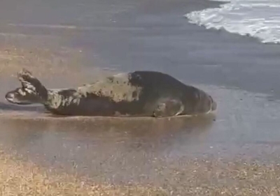 Una foca monaca avvistata sulla spiaggiola di Numana