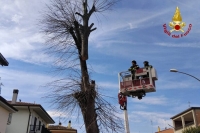 A San Benedetto rimosso un albero pericolante sulla Salaria