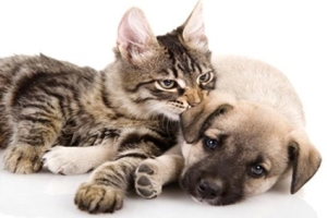 Insieme per gli animali, insieme per le persone: a San Benedetto un convegno sul benessere animale e la salute pubblica