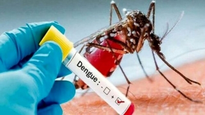CASI DI DENGUE RILEVATI A FANO: ATTIVATE TUTTE LE MISURE DI SANITÀ PUBBLICA