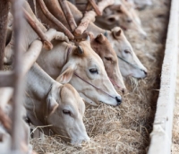 &ldquo;BENESSERE ANIMALE&rdquo;: AVVIO DEI PAGAMENTI INTERVENTO SRA30 - CSR MARCHE 2023-2027