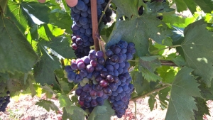 Deviango, un&rsquo;annata favorevole per la produzione di questo vino bianco