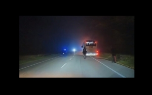 Capriolo investito da autobus nel Fermano, una donna ferita
