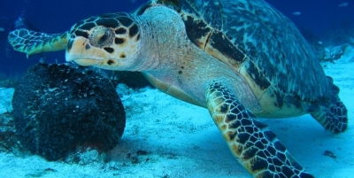 A Grottammare primo Centro per tartarughe marine nell'Ascolano