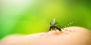 DENGUE: NELLE MARCHE NESSUNA EMERGENZA. RIUNIONE DEL GORES PER GARANTIRE RISPOSTE EFFICACI E TEMPESTIVE
