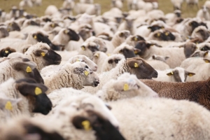 Febbre catarrale degli ovini (Blue Tongue), le misure della Regione Marche attivate per fronteggiare l&rsquo;emergenza