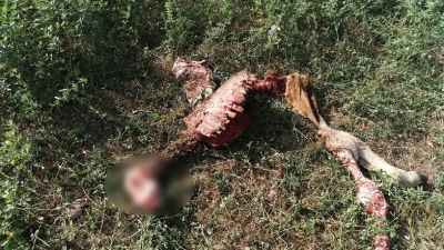 Tre vitelli sbranati dai lupi in sette giorni vicino ad abitazioni