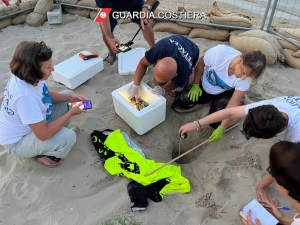 Nido di Caretta Caretta a Cupra Marittima, dalla gioia iniziale alla triste scoperta della scorsa notte