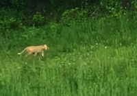 Ascoli Piceno - Avvistamento del felino, possibile svolta: rilevata una traccia