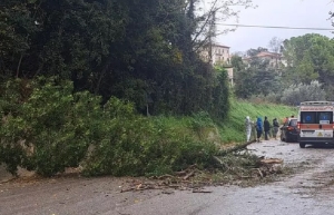 Forti raffiche di vento, alberi cadono e colpiscono due auto in transito