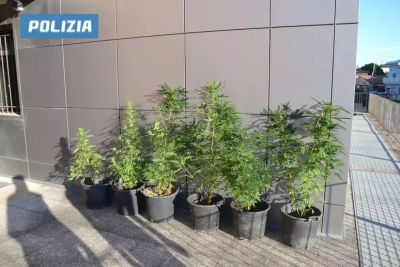 Coltivava piante di marijuana, denunciato in stato di libertà