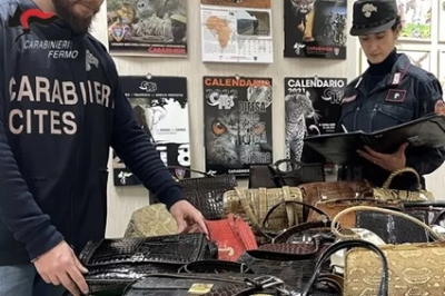 Commercializza scarpe in pellame di pitone senza registrarlo, sanzione da 10mila euro