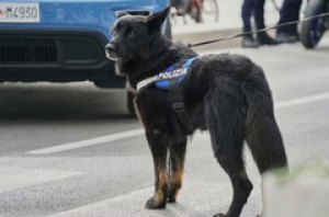 Proseguono i controlli antidroga di polizia nel centro storico di Teramo con l&rsquo;ausilio di Ayrton