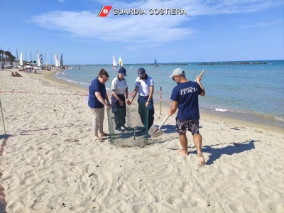 Una tartaruga marina sceglie il litorale di Cupra Marittima per deporre le sue uova. Un evento eccezionale che mancava da anni