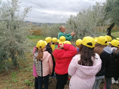 Coldiretti Marche, oleoturismo: “Con decreti attuativi si entra nel vivo, subito corsi e incontri per le aziende”