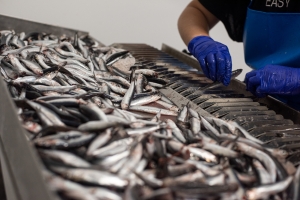 L&rsquo;OP Abruzzo Pesca soc coop con Alici  a Marchio di Qualit&agrave; &ldquo;Il Principe Azzurro dell&rsquo;adriatico  alla 12 Tappa del Giro d&rsquo;Italia Martinsicuro-Fano