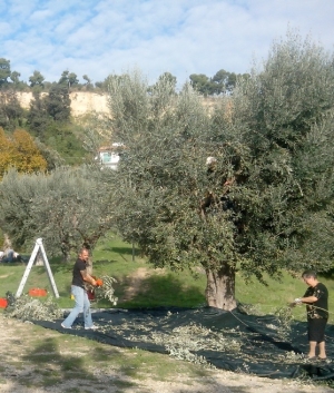 Grottammare, ulivi comunali pronti per la raccolta