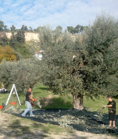 Grottammare, ulivi comunali pronti per la raccolta