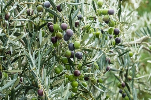 L&rsquo;Assessore Antonini ad Ascoli alla presentazione della Guida degli oli extra vergini Al teatro dei Filarmonici si &egrave; svolta l'iniziativa promossa da Slow Food Italia