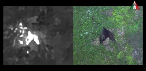 Castorano: due cavalle fuggite dal recinto finiscono nella fitta vegetazione, salvate dal Vigili del Fuoco guidati dal drone del NOA