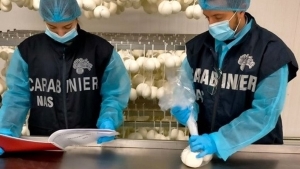 Adulterazione di prodotti caseari nelle Marche, sequestri da parte dei Nas