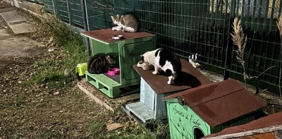 Ascoli Piceno - Animalisti in campo: 