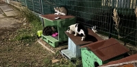 Ascoli Piceno - Animalisti in campo: "Mettere al sicuro cani e gatti delle persone decedute"