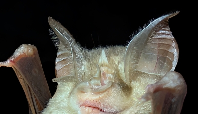 GROTTE DI STIFFE: SCOPERTO IL RHINOLOPHUS EURYALE TRA I 350 PIPISTRELLI PRESENTI