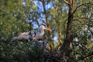 Quattro coppie di airone cenerino lungo il fiume Tronto