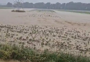 Grandine sui raccolti, Coldiretti: "Ingenti danni in campagna"