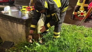 Un cane finisce in un pozzo e rischia di annegare, salvato dai Vigili del Fuoco