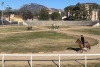 Ascoli Piceno - Quintana, tornano in pista i cavalieri per le prove a porte chiuse