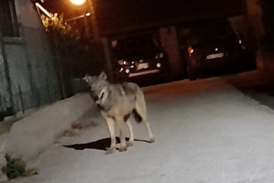 Lupi tra le case a ridosso del centro storico di Camerino