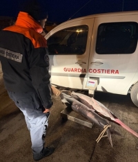 Due pesci spada pescati illegalmente, sequestro della Capitaneria di porto a San Benedetto