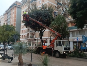 Sono partite le potature in diverse zone del centro