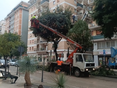 Sono partite le potature in diverse zone del centro