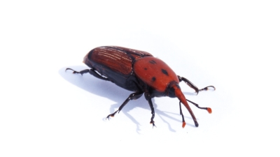 Palme malate, “armi spuntate” nella lotta al punteruolo rosso