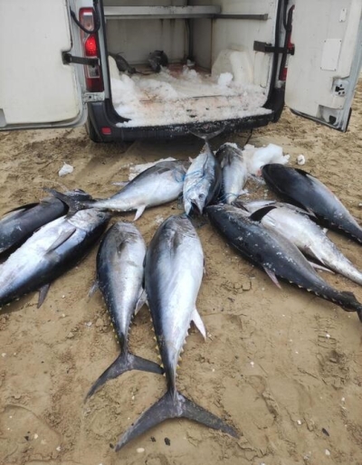 Sequestrati 12 esemplari di tonno rosso e comminata multa di 1.500 euro